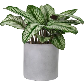 calathea-sanderiana